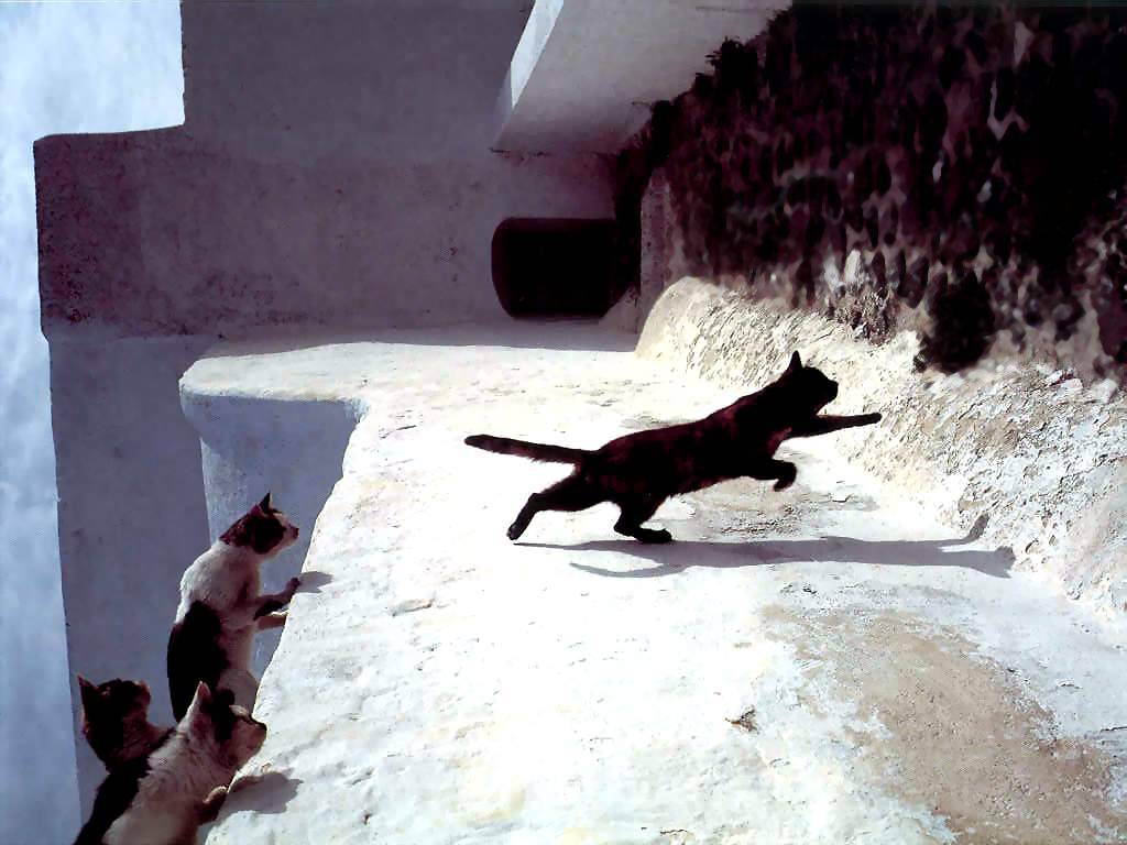 Gatti (200)